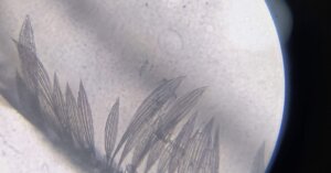 Nikon Small World in Motion winner reveals the mechanics of human respiration | Smart Tech, Sharp Takes - CRYOVEX.com Detailed view of plant structure under microscope, showcasing feathery patterns.