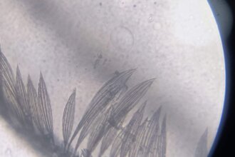 Detailed view of plant structure under microscope, showcasing feathery patterns.